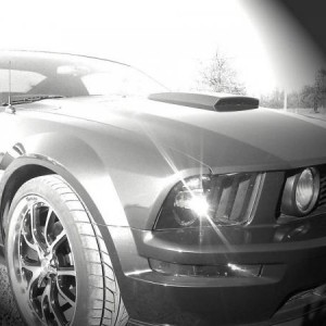 Mustang Pics
