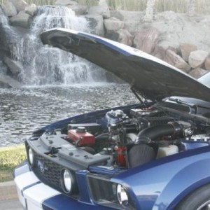 Mustang 010