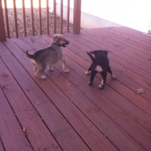 Scooter and Frisco