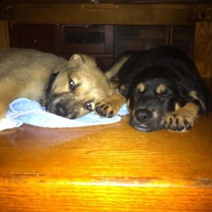 Scooter and Frisco