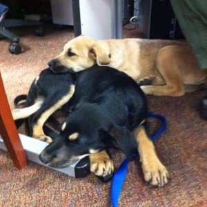 girls at work
