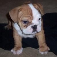 carminepup