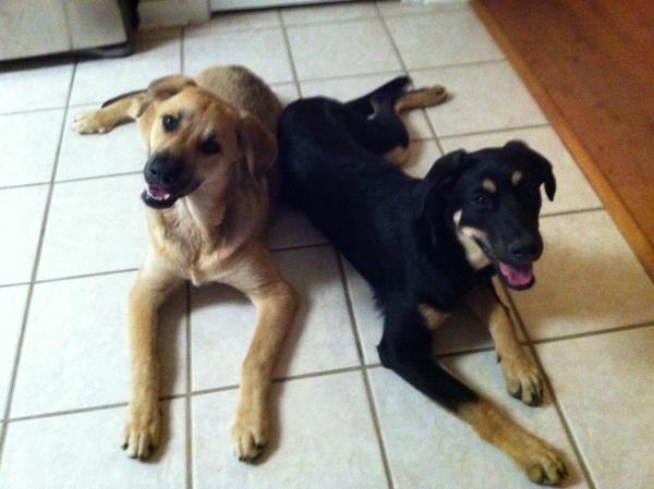 pups