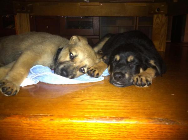 Scooter and Frisco