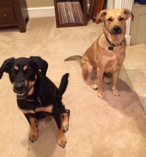 Scooter and Frisco