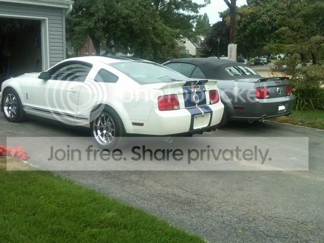 ShelbyVert2.jpg