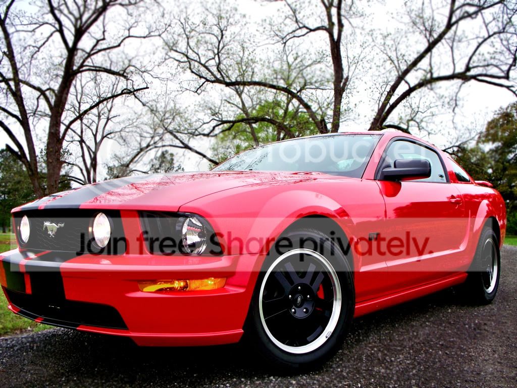 mustang123.jpg