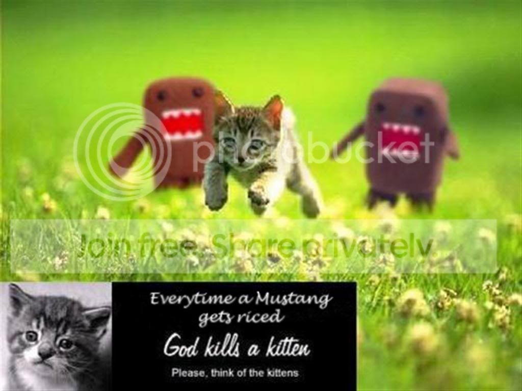 god_kills_kittenLarge.jpg