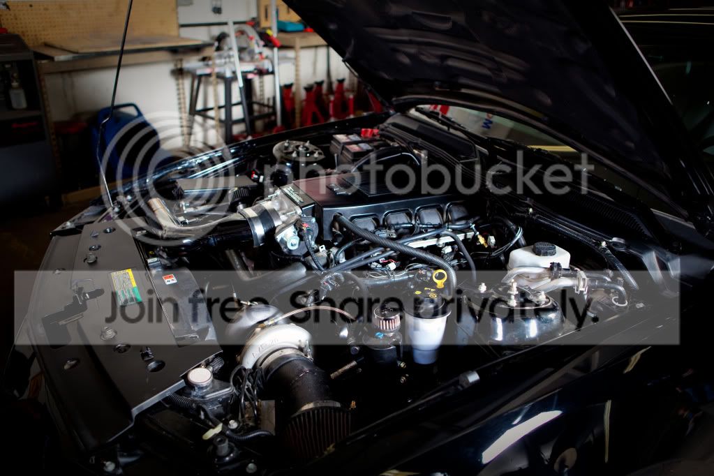 mustangcobra115.jpg