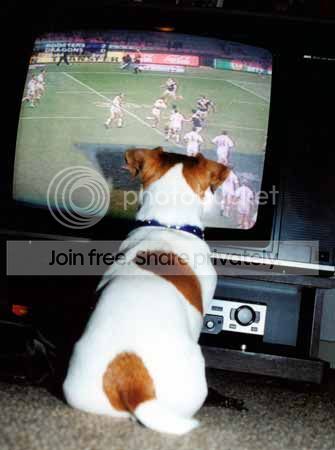dog-watching-tv.jpg