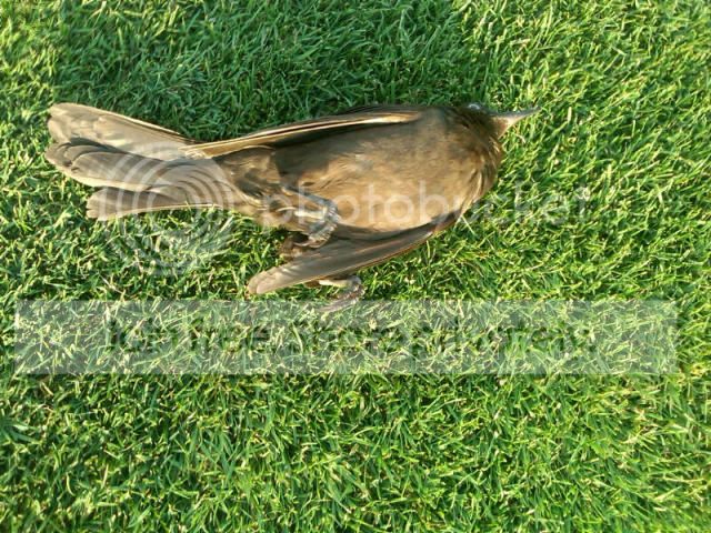 Birdie.jpg