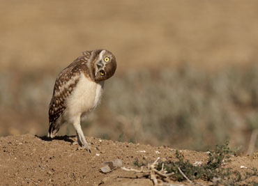 burrowing-owl-head-turn.jpg