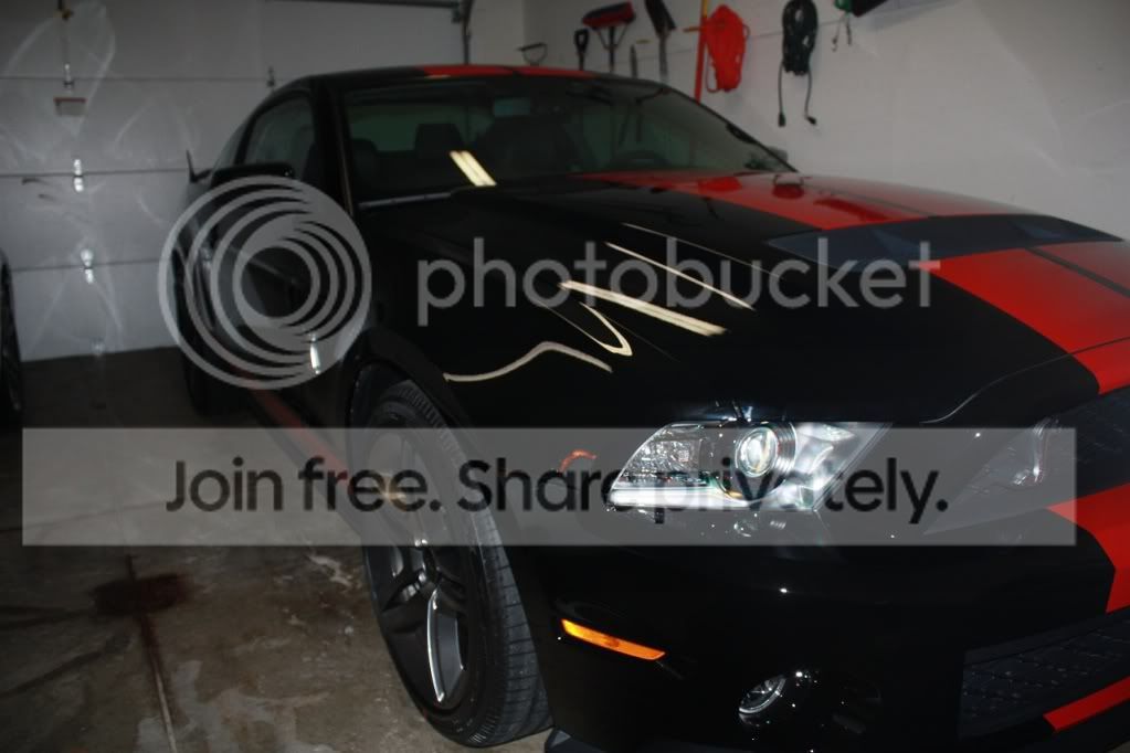 shelby.jpg