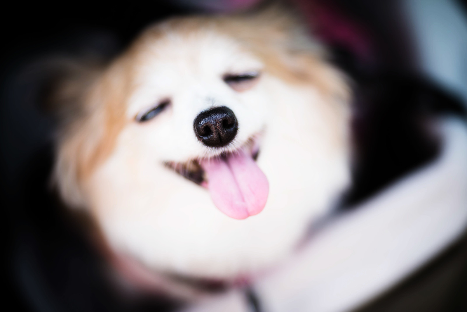22421589415_38b6a2c191_h.jpg
