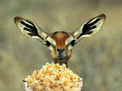 2lnwymp.gif
