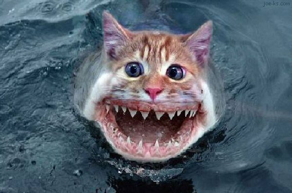 cat-fish-18.jpg